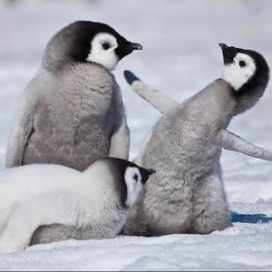 Meet your Posher, Isabella